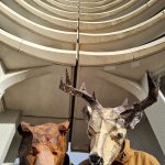 Présentation de projet T.A.T.A "l'arche de Noé"